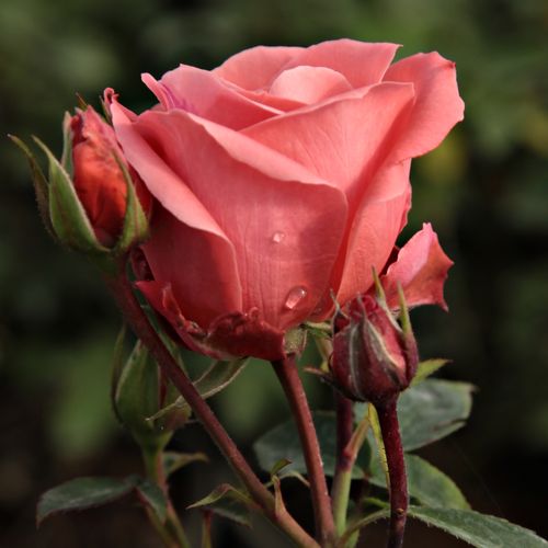 Rosa Favorite® - naranja - rosa - Árbol de Rosas Floribunda - rosal de pie alto- forma de corona tupida